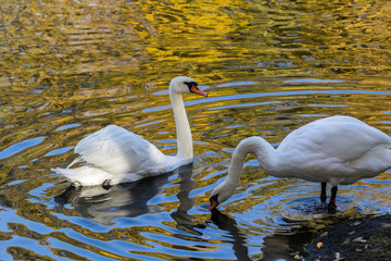 Fototapeta premium Swan lake