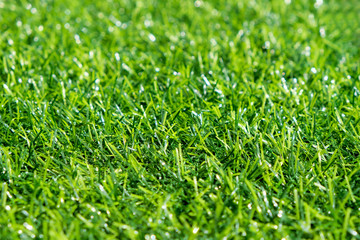 Green lawn with blue sky.  Spring landscape in sunny day.