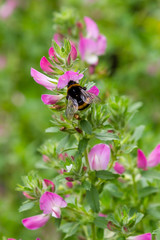 Field Restharrow, Ononis arvensis in garden. Bee on Flower of ononis arvensis. Cultivation of medicinal plants in the garden.