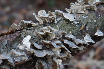 Turkey Tail fungi on an Oak Tree branch