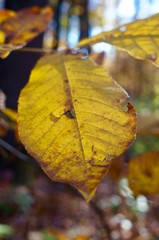 Obraz premium Yellow autumn leaf