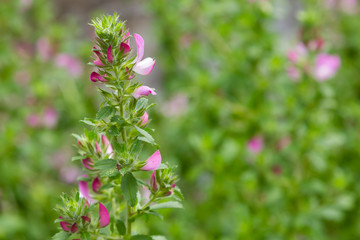 Field Restharrow, Ononis arvensis in garden. Bee on Flower of ononis arvensis. Cultivation of medicinal plants in the garden.
