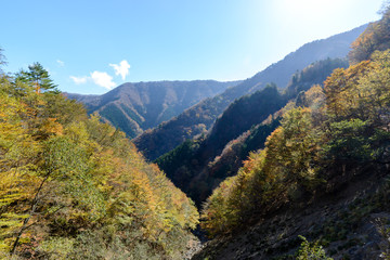 紅葉