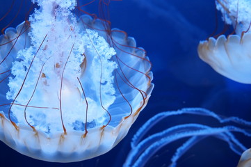 jellyfish in blue water