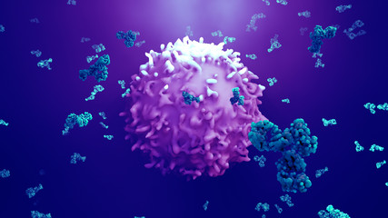 Antibodies attack a cancer cell or virus