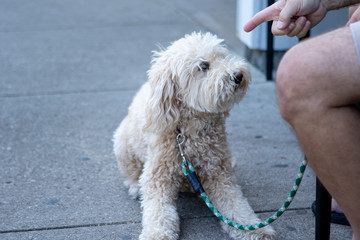 cute dog being scolded