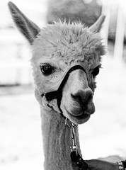 Obraz premium black and white photo of a white alpaca