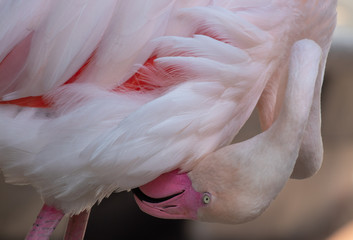 Pink flamingo grooming himself