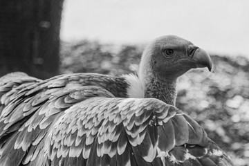 Black vulture landing on the ground