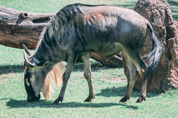 Adult wildebeest grazing on the savannah