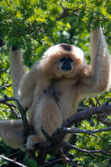Brown gibbon perched in the trees by the river
