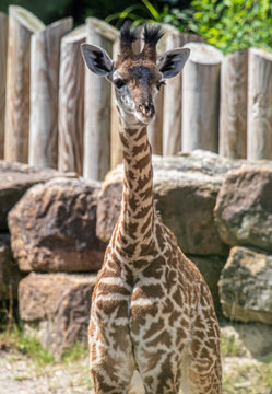 Captive baby giraffe is curious about the camers