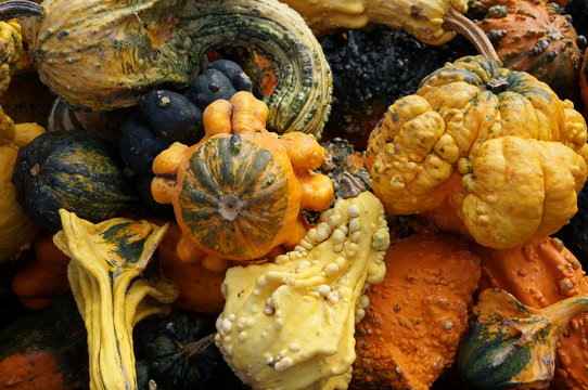 A Pile Of Gourds In A Pumpkin Patch