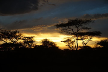 Fototapeta na wymiar Amazing Acacia Trees silhouette in front of sunset