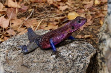 Mwanza flat-headed rock agama