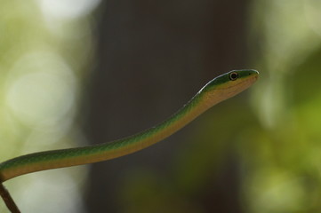 Green garden snake