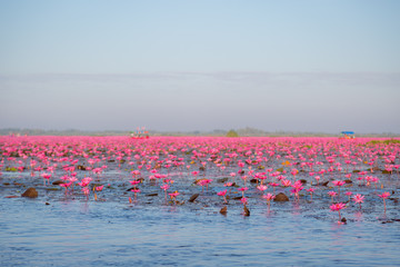Fototapeta premium Pink water lily with purple flowers bloom on lake