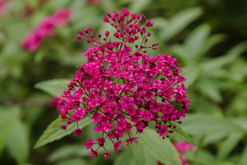 Purple flowers of spiraea japonica in natrulal background. Bush of the blossoming spirea Japanese.