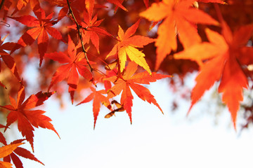 fall leaves landscape