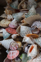 Seashells strung together hanging from the ceiling