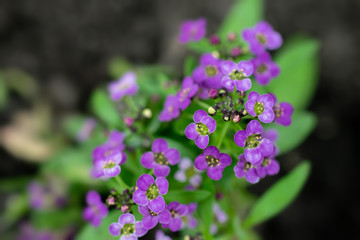 Obraz premium a bunch of small purple flowers against the blurred ground