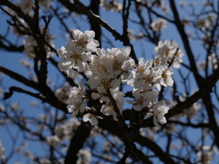 Kirschblüte (weiß)