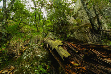 BOSQUE EN CHIHUAHUA