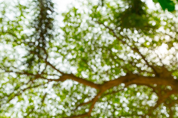 Green bokeh of tree nature