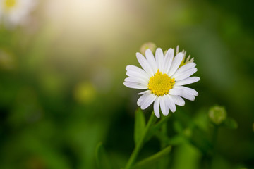Obraz premium Little white daisy flower with green bokeh