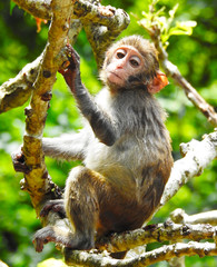  Monkeys Guangxi macaque in their natural habitat. 