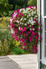 Huge hanging basket of pink and white blooming petunias, building wall and cement patio, garden in background