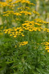 Yellow flower of Tanacetum vulgare in natural background. Medicinal plants in the garden.