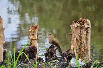 Big lizard cuckoo in the wild, on a tree stump