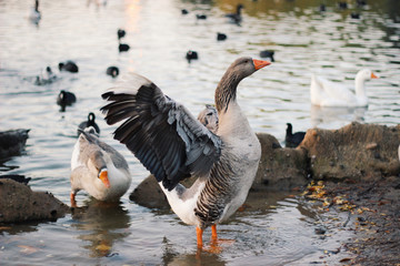 goose flapping wings