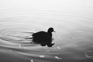 black and white duck swimming