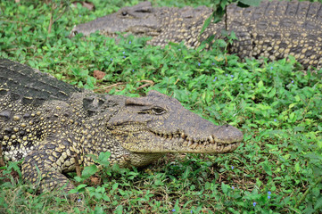 Cuban crocodile on the river bank, against a background of green grass