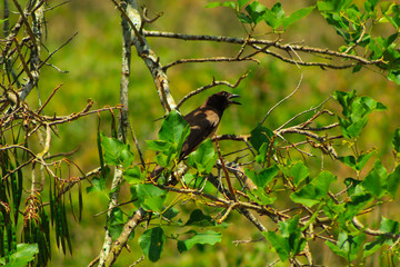 Brown jay perched on the middle of green leaves, this kind of bird is called 