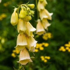 Yellow flower of Digitalis grandiflora in garden. Foxglove and bees. Medicinal plants and honey plants in the garden. © Flower_Garden