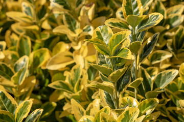 close-up of japanese spindle plant.