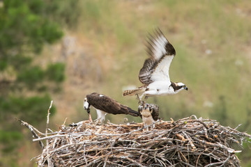 Osprey Leaving its nest