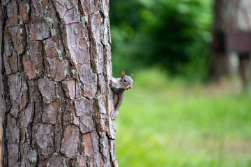 Obraz premium Squirrel on tree