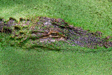 Naklejka premium Alligator in Swamp