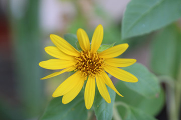 miniature yellow sunflower blooming