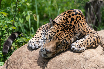 Jaguar