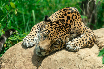 Jaguar 