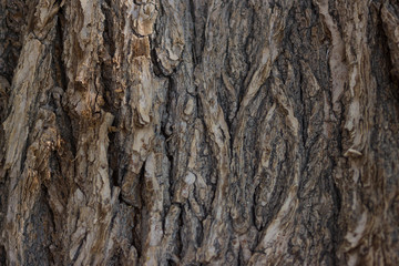 Brown tree bark close-up. Wooden texture. wood background for design