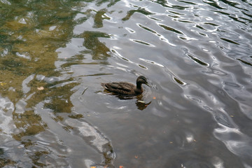 duck in pond
