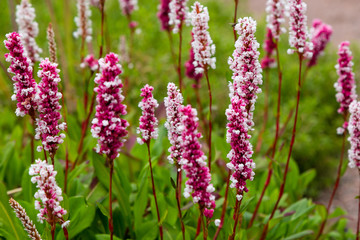 Polygonum offine in garden. Flower of polygonum offine. Medicinal plants in the garden.