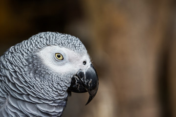 Close up of African Gray Parrot