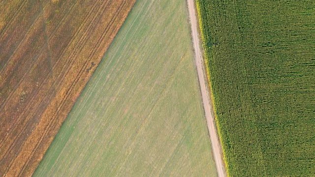 4k Aerial video view from a height, fields with ripe gold-colored wheat